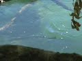Futaleufu Trout  Feeding