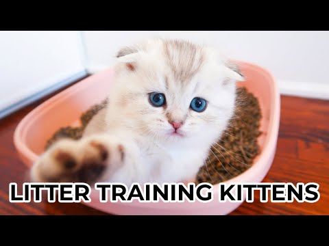 HOW TO LITTER TRAIN KITTENS FROM 4 WEEKS OLD Featuring Scottish Fold & Scottish Straight Kittens