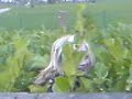 well.. basicly its me jumping into a flip -- very nyce (y)

filmed by lauren x x x