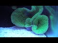 Green Carpet Anemone Kills Fish!