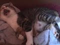Kitten Birth Kitten Birth