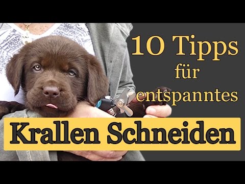 10 Tipps zum entspannten Krallenschneiden beim Hund
