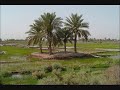 سعدي الحلي موال