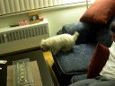 Sisters dog