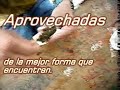 ocio ut
