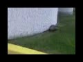 Raccoon in the parking lot