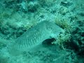 Cuttlefish in the Adriatic Sea