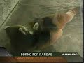 Kissing Pandas Shock School Kids