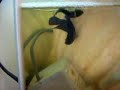 Mating of the Fighting Fish