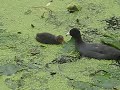 MEERKOETEN