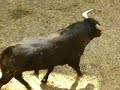 desembarco toros 2007