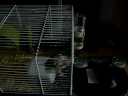 Choupette dans sa cage
