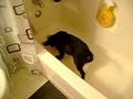 Puppy barking at the bathtub
