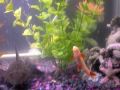 30gallon freshwater aquarium