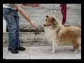 Treinando Lakefield Liable Love EMI Collie