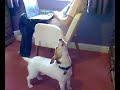 うたう犬動画