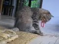 Cute Kittens Cute Kittens