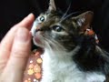 Tommie Mokie Poekie en Bassie