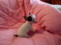 Chihuahua Puppies For Sale