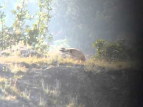 Подхранване на египетски лешояди (кадри: Марин Куртев)