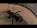 Velvet Ant