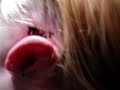 Ear Tattoo