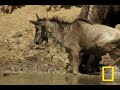 Croc vs. Wildebeest&Gazelle