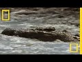 Croc vs. Wildebeest & Gazelle