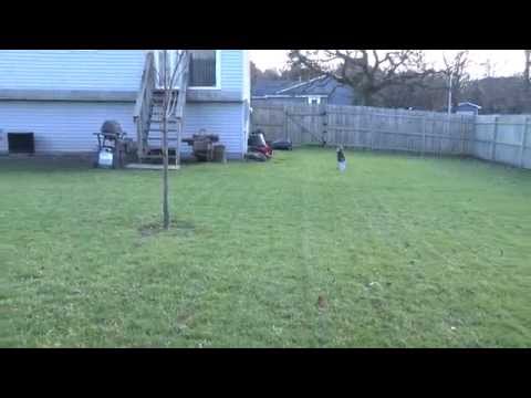 how to fertilize my own lawn