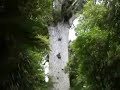 Tane Mahuta, God of the Forest (NZ)