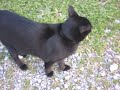 'jackson' in sewanee before the move...
may 2007

---music courtesy of the late tiny tim.


webb gerard stephanos
