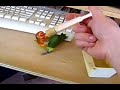 Handfeeding Baby Bird