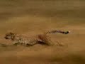 Antilope