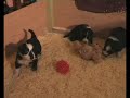 border collie puppies border collie puppies