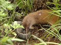 Weasel and Snake Fight - Slideshow - Weasel and Snake Fight - Slideshow -