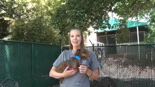 Heat Safety - Animal Medical Hospital, Charlotte