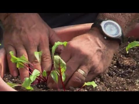 how to transplant beets