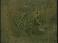 Leopard Safari Makes A Duiker Kill