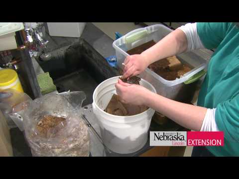 how to grow edible mushrooms at home