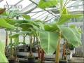 videos de Nuclear Science for Food Security