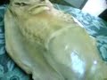Suposto Alien encontrador por pescadores russos