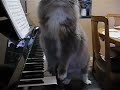 omg-look-cat-really-playing-piano.html