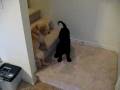 Lab/Husky Dogs Playing