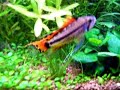 Apistogramma cacatuoides