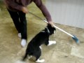 Freddie & Philly Sweeping the Kitchen Floor 0909