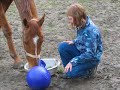 Last February my horse had to be put down. This is just a tribute that I made for him. RIP Beaus Mischief (aka. Bucky)