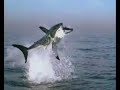Attaques de Requins