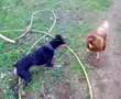 Gallina contra perro