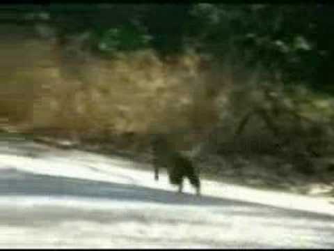 Evil Squirrels