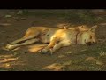 Dachs - i bin müad Dachs - i bin müad